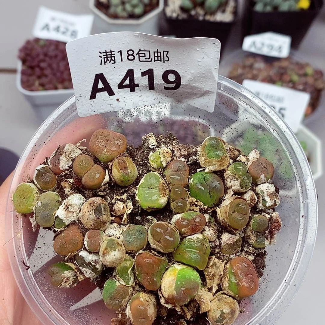 419龙卡咯哦哦哦哦是