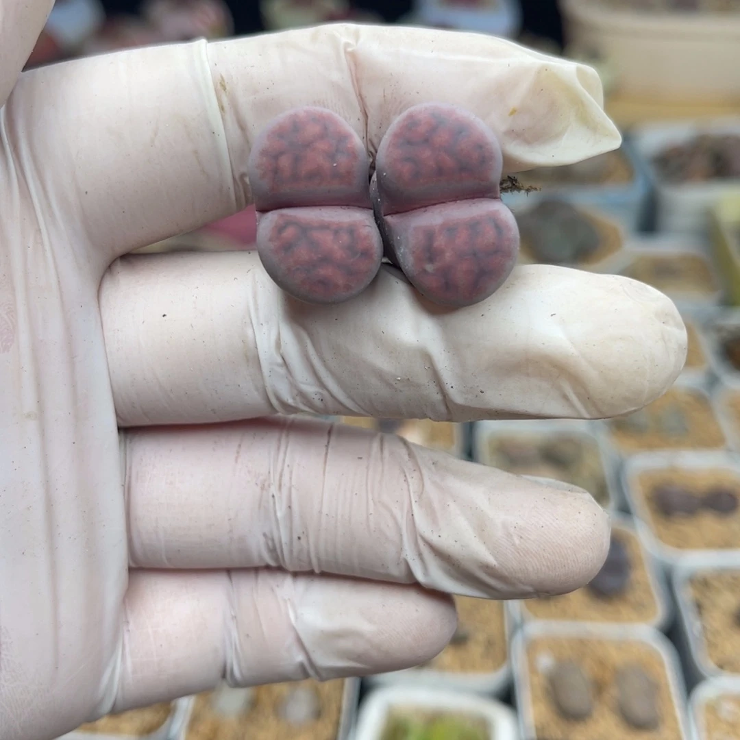 多肉植物一物一拍21