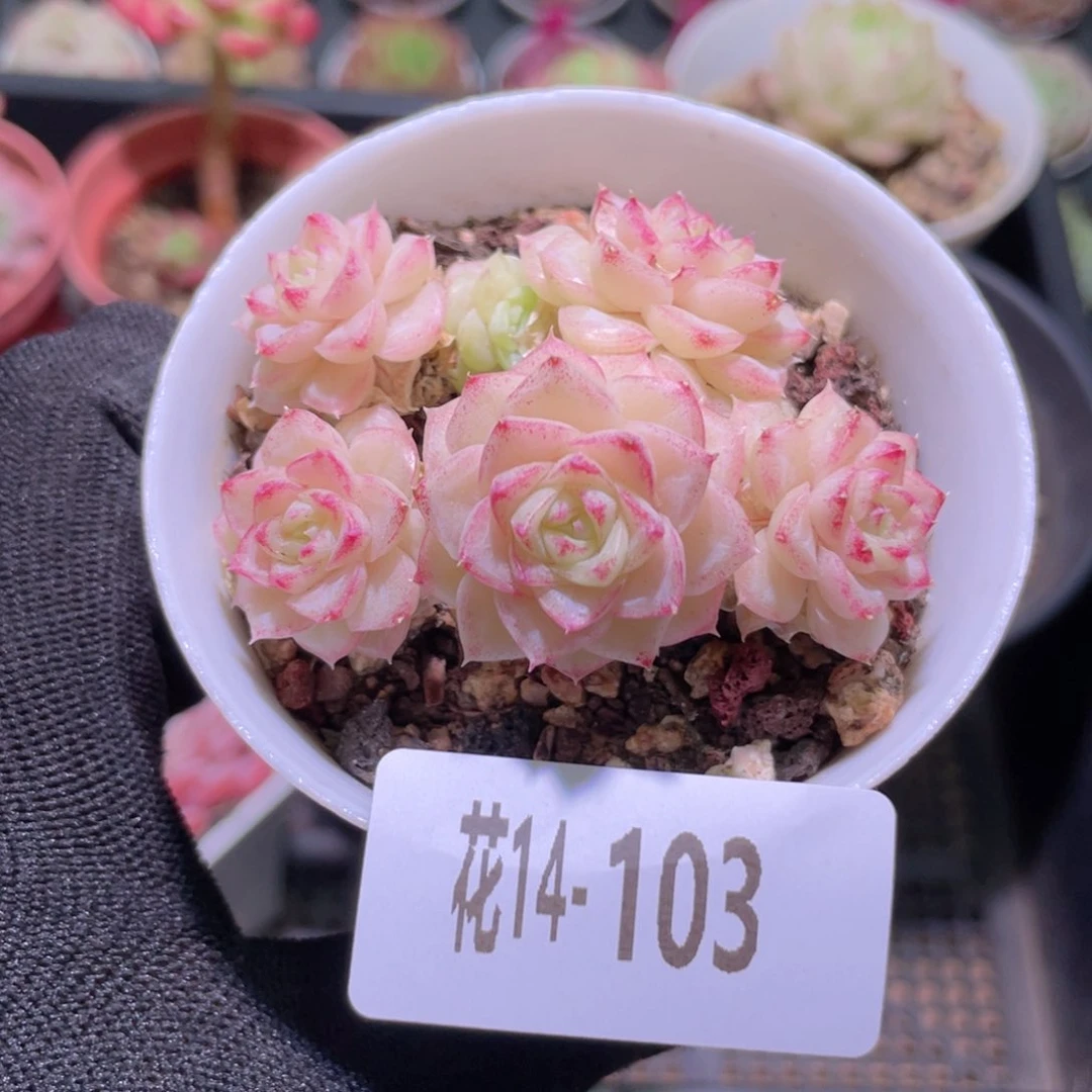 花利美14-103白天鹅￼