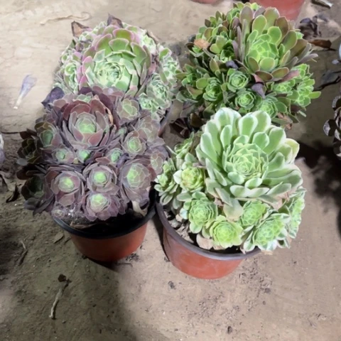 325多肉植物组合