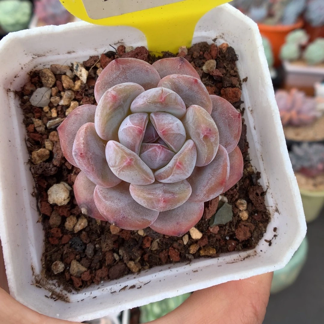 733石榴籽星影多肉植物