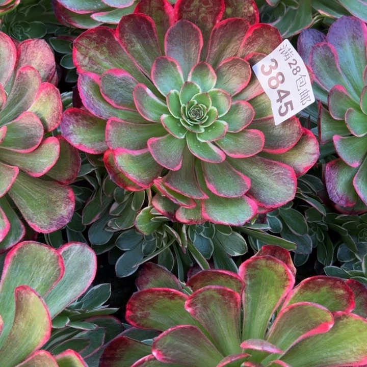 3845南粉花妖多肉植物