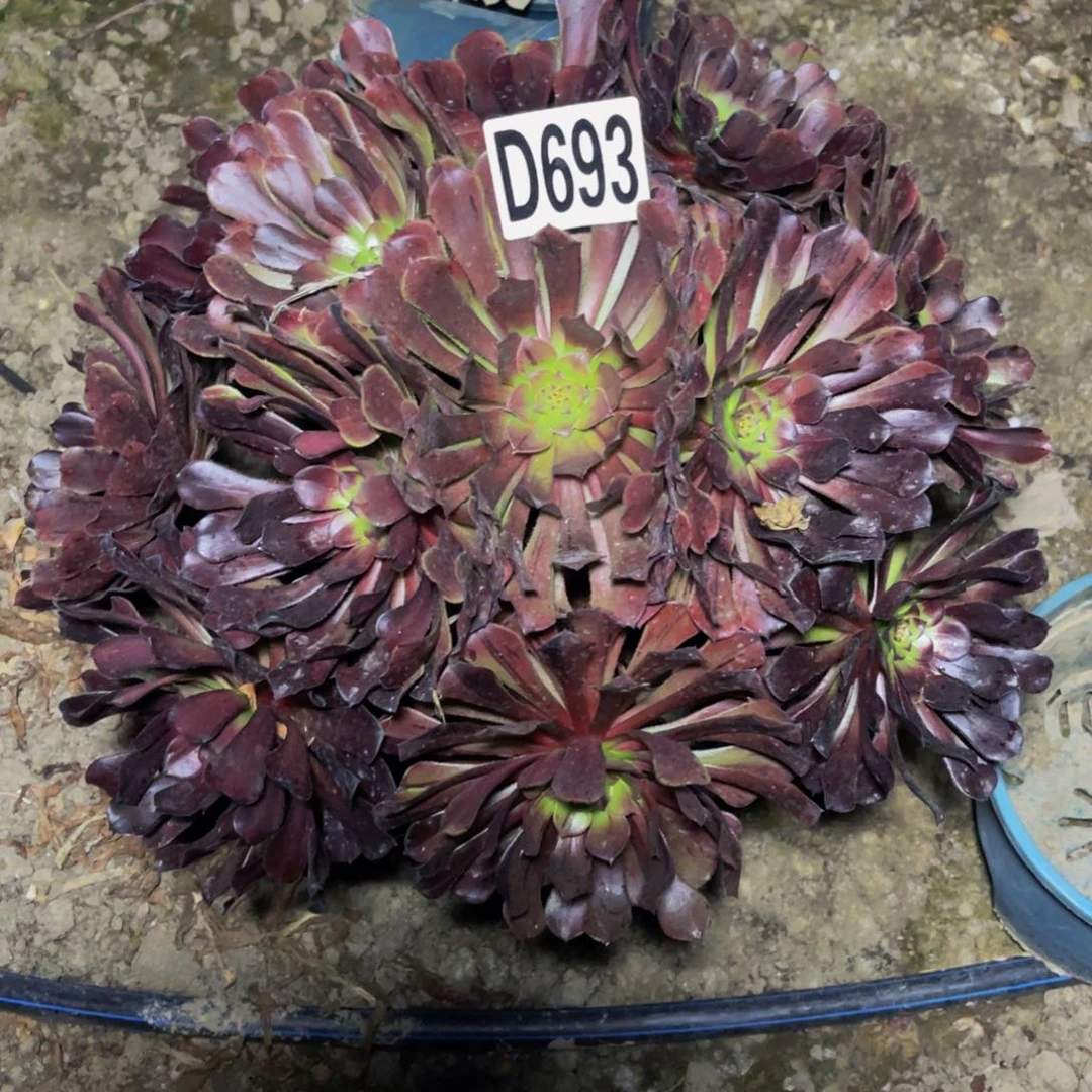 梅花法师26//////21包邮