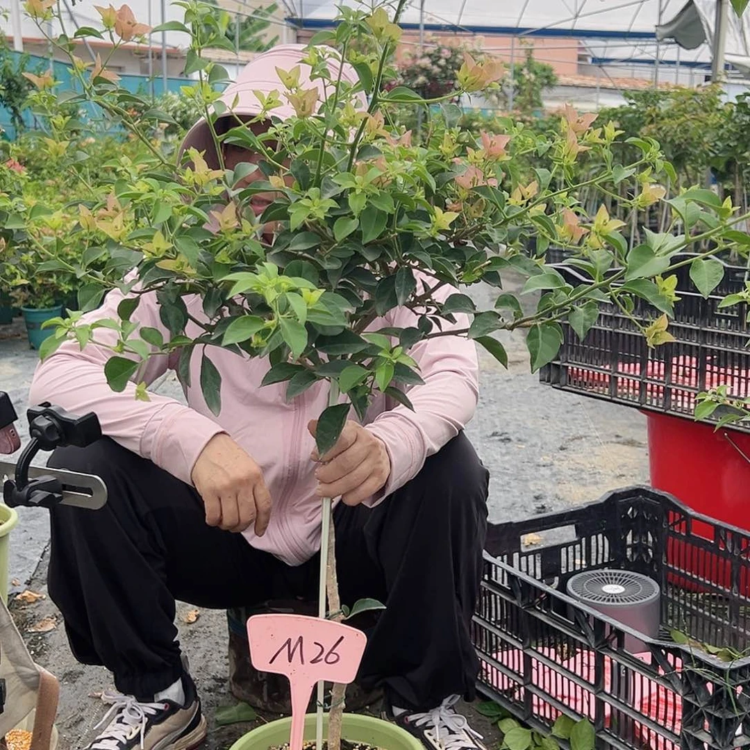 ∵***儿当前无花栽培后可以开花M26卡亚塔