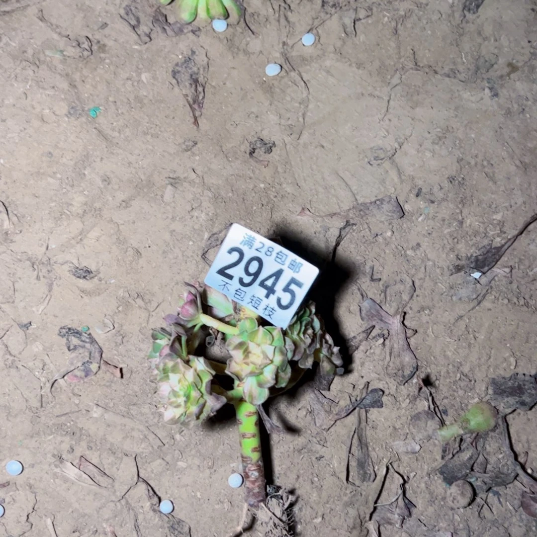 凤***候海王7彩多肉植物2945
