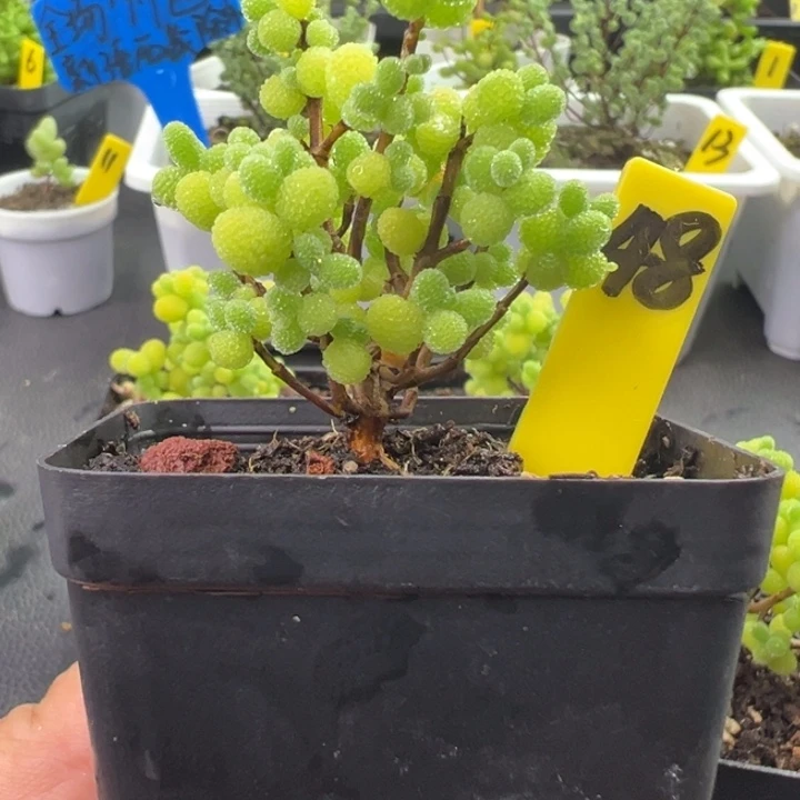 48号棒棒糖 一物一拍