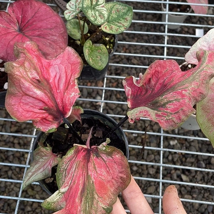 无花朵细叶养定发货