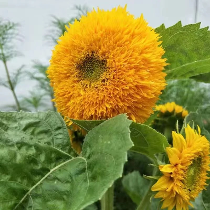 玩具熊向日葵苗矮生向日葵苗多头向日葵苗食用向日葵苗