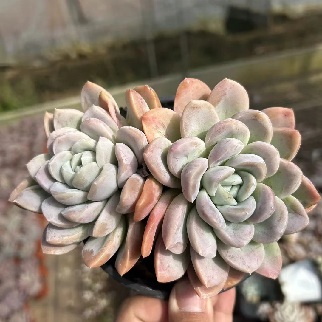 【粉冰玉】  多肉植物  绿植盆栽