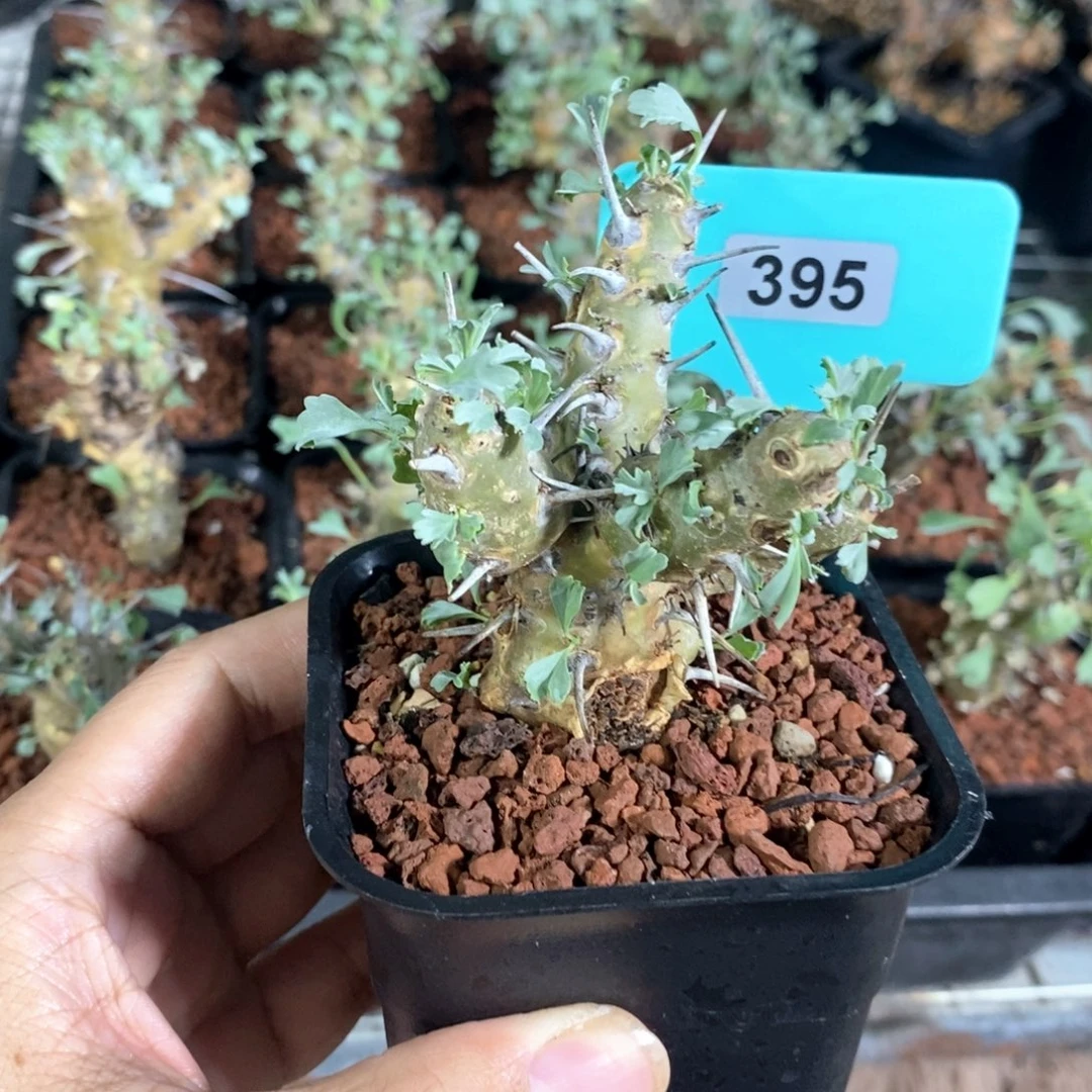 产地格斯龙骨奎一个