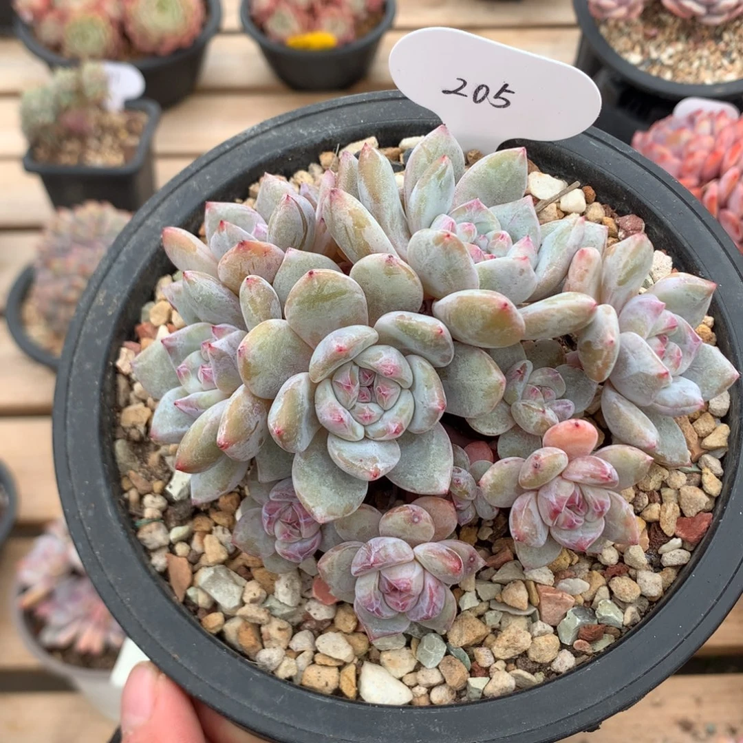 12厘米有砍11头油脸钻石心 石榴籽 205