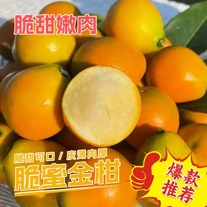 广西脆蜜金柑融安脆蜜金桔脆甜当季新鲜水果脆皮薄皮小金桔1斤装