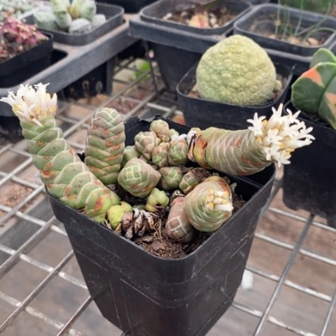 玉椿带盆6仙人球