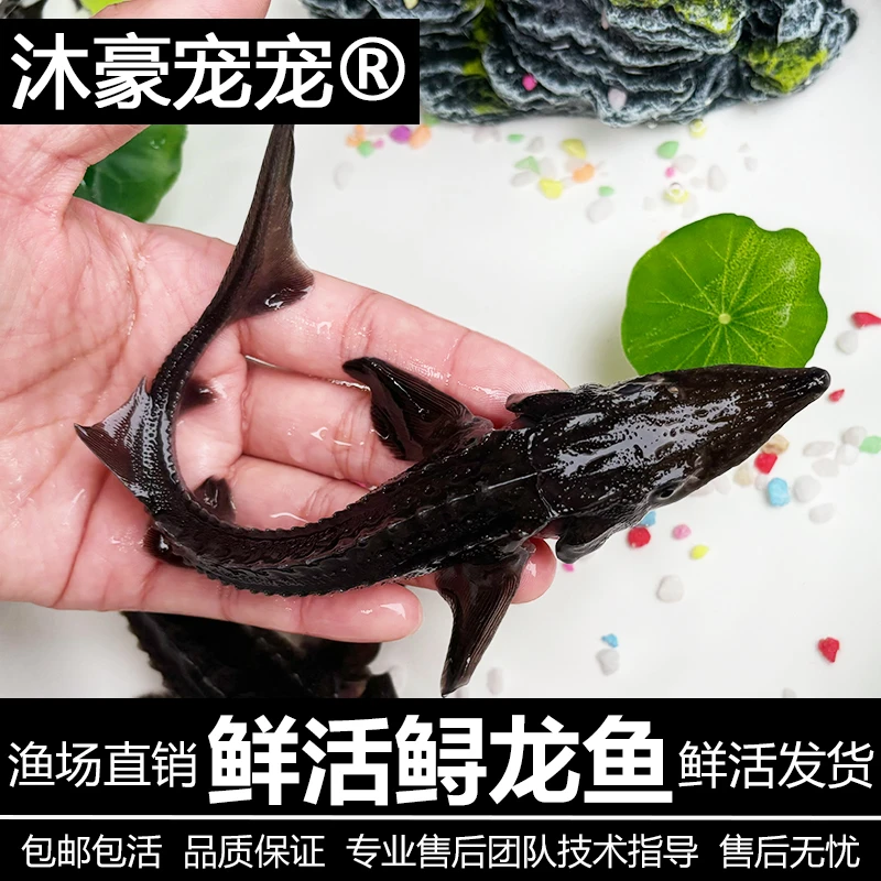 沐豪宠宠【鲟龙鱼】冷水鱼淡水鱼可观赏可食用鱼缸鱼塘鱼池必备
