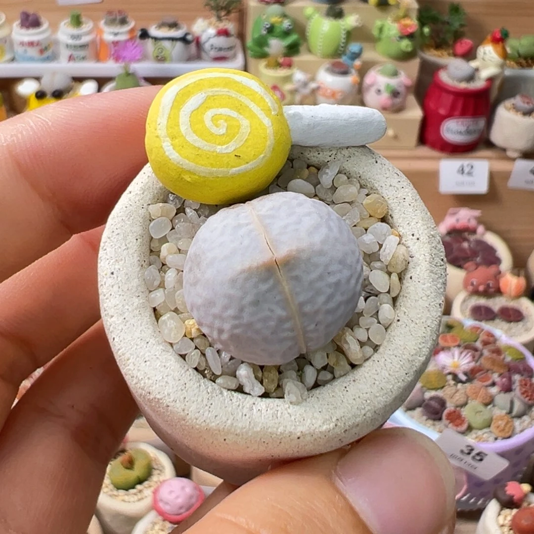 多肉植物78号高尔夫