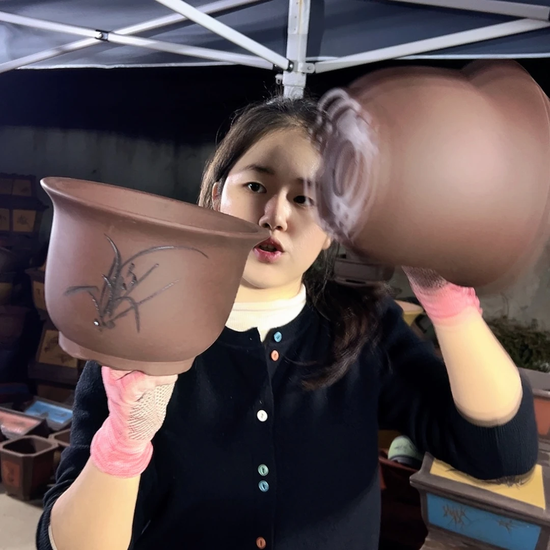 21+21平角金钟花盆花盆花盆