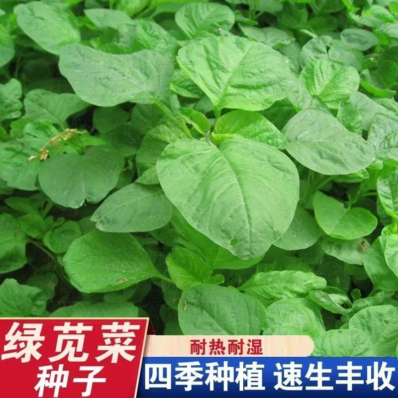 爆款）白圆叶苋菜种子白汗菜易种长速快耐热抗病高产苋菜种籽蔬菜