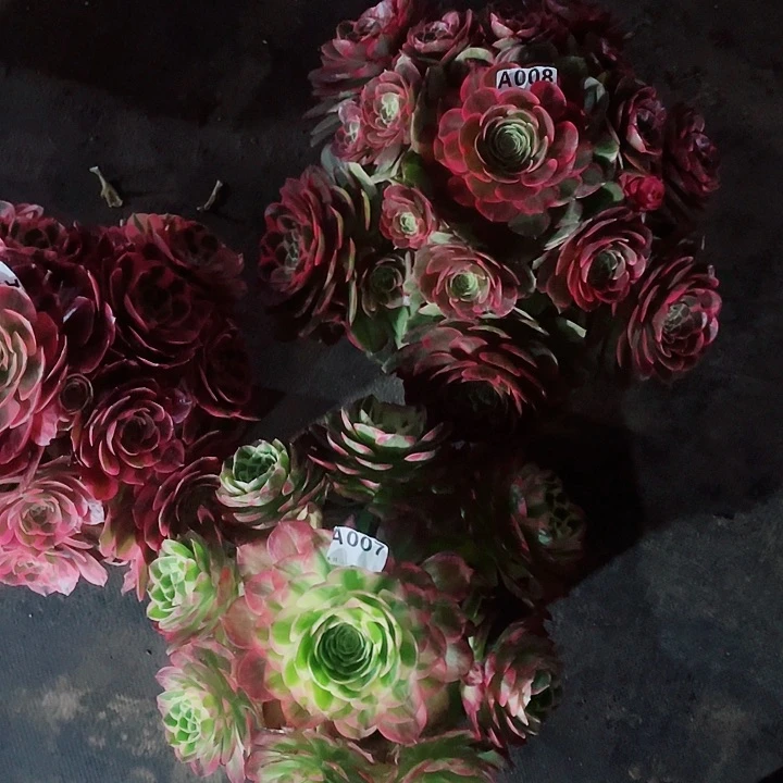 福利多肉粉花妖008女郎006海王007