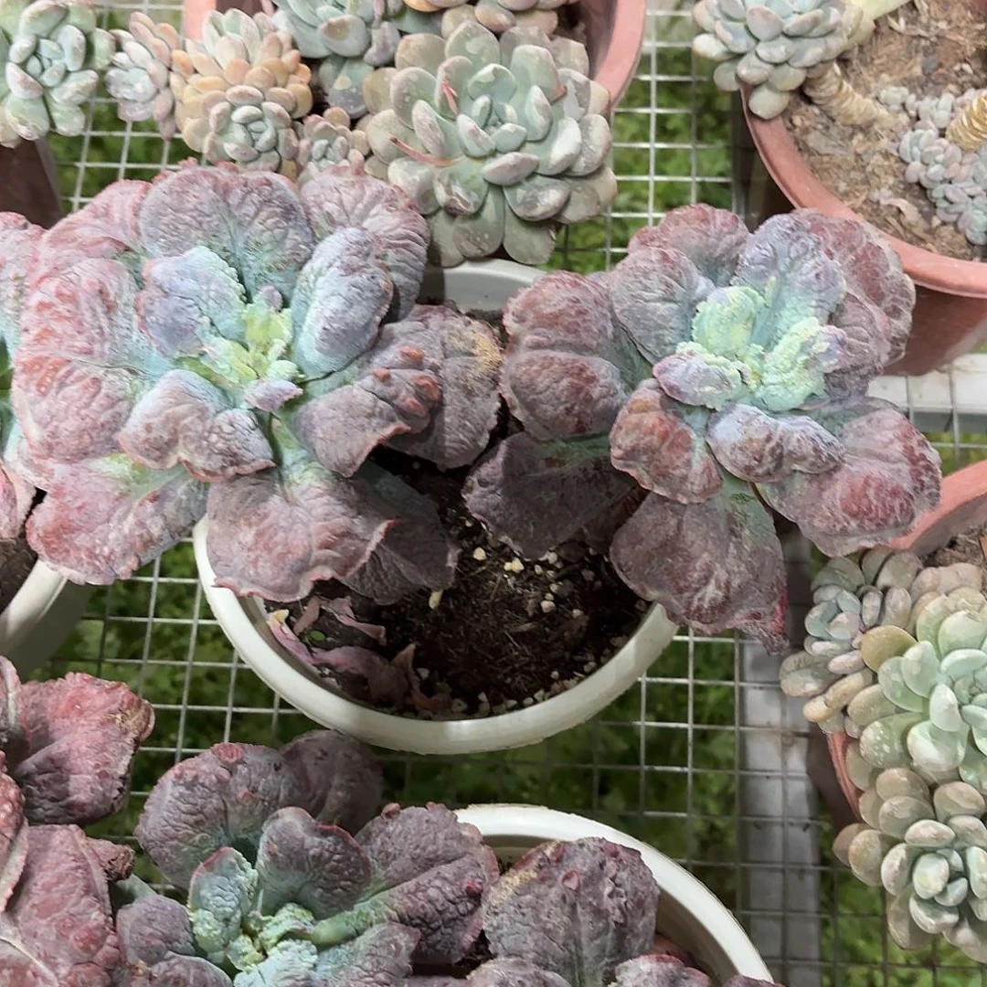 狂野男爵老桩25-28㎝