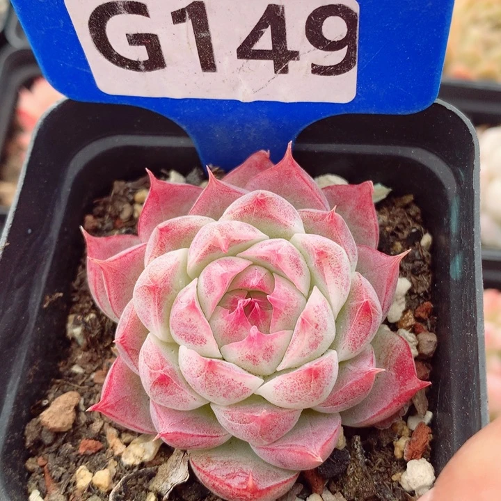 福利5.5cm多肉植物