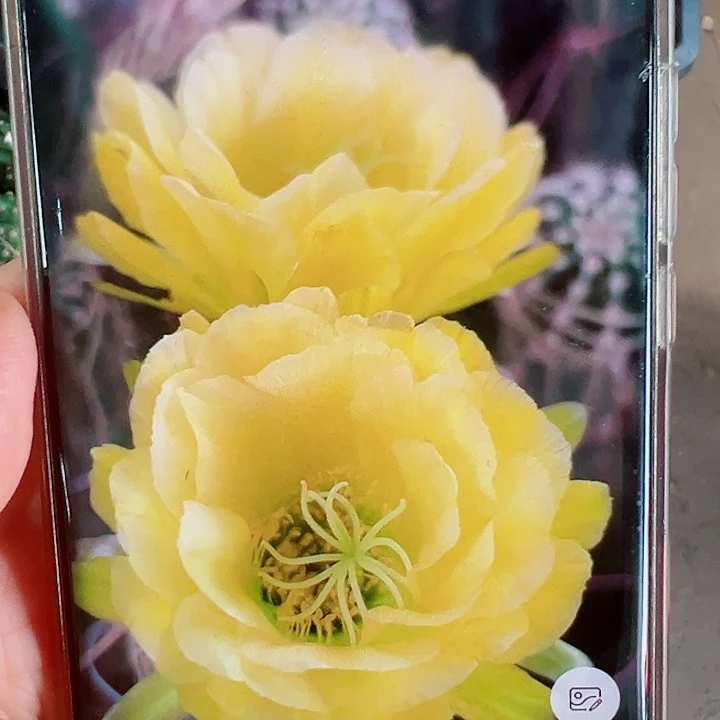 毛花柱卡迪斯侧芽拍一发二