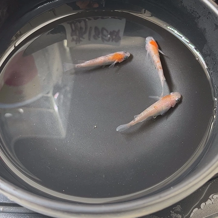 青鳉鱼碎花醒狮3条43号