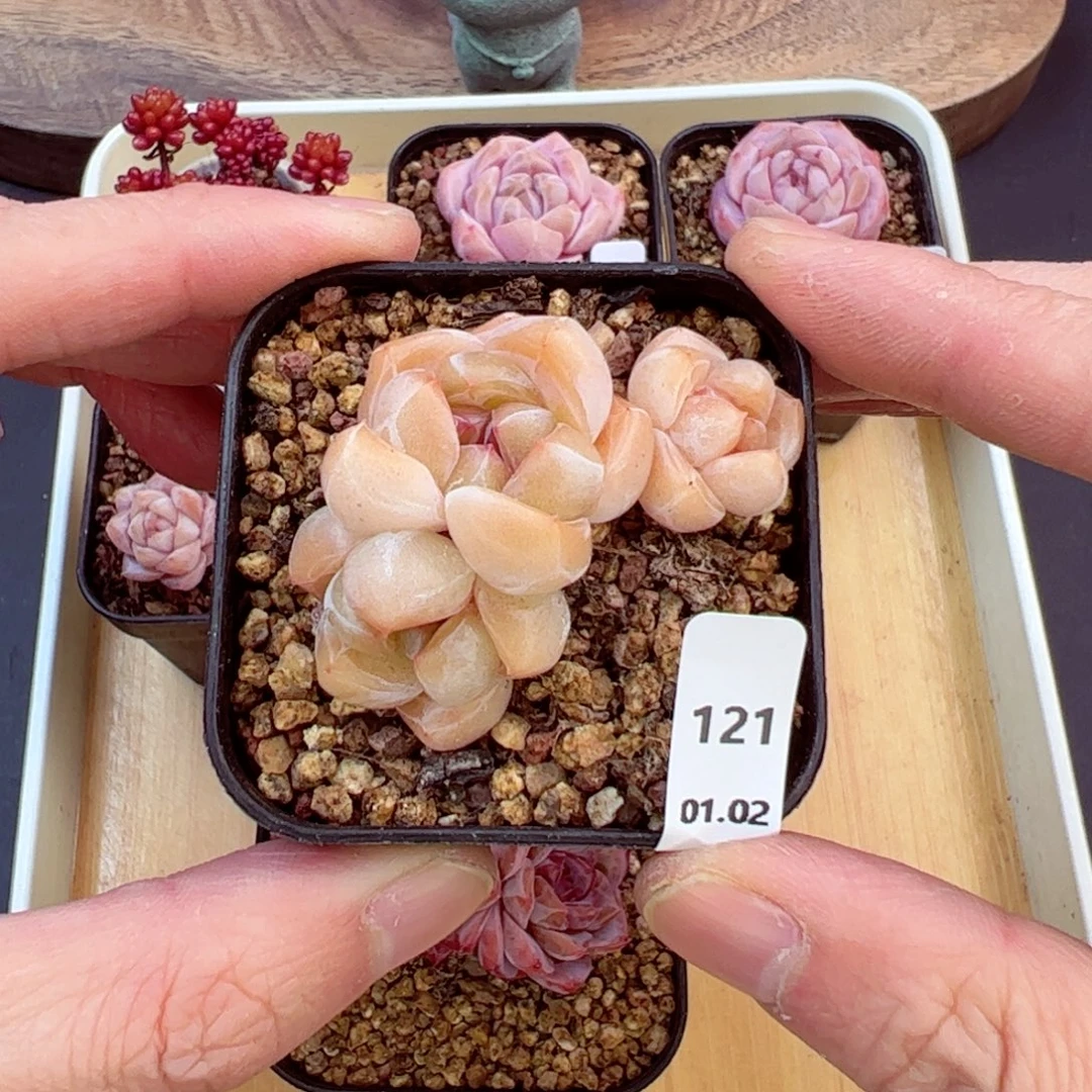 好好看121、哈哈哈哈