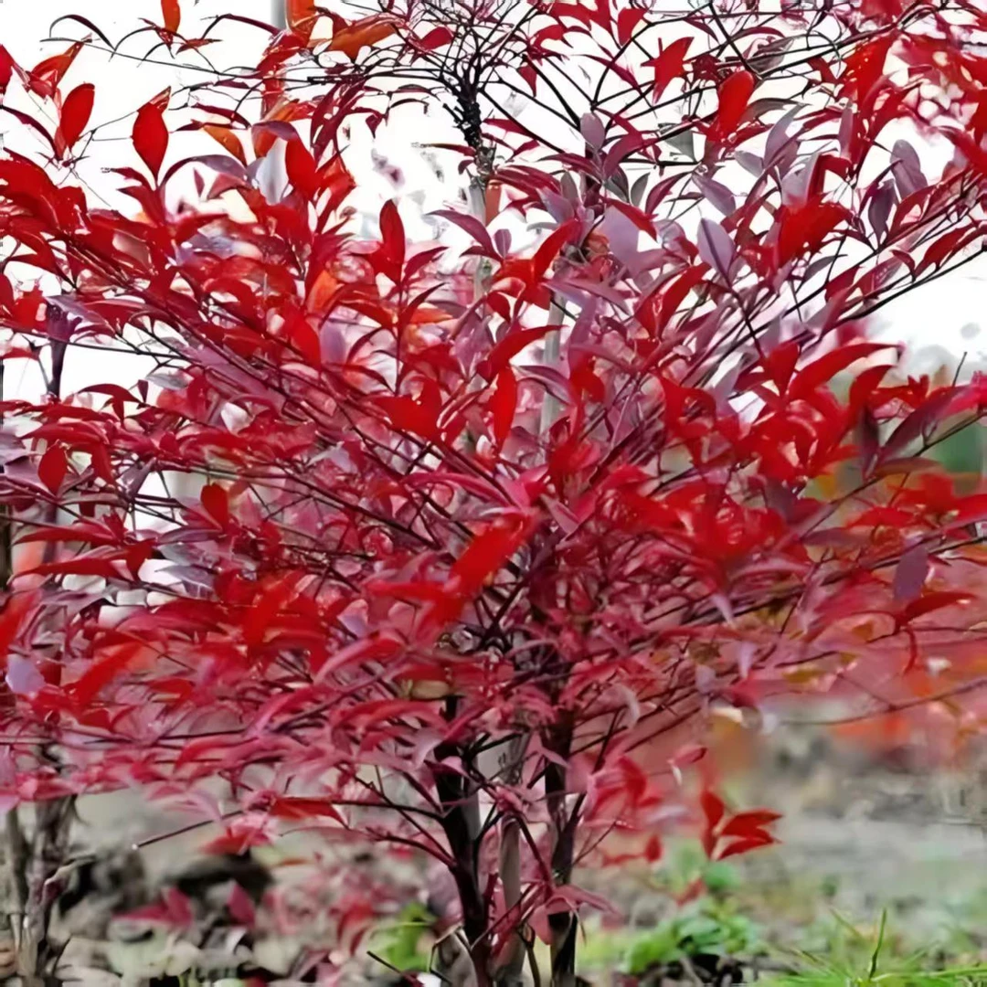 火焰南天竹，树苗四季变色，可庭院，室内，盆栽观赏耐寒耐热