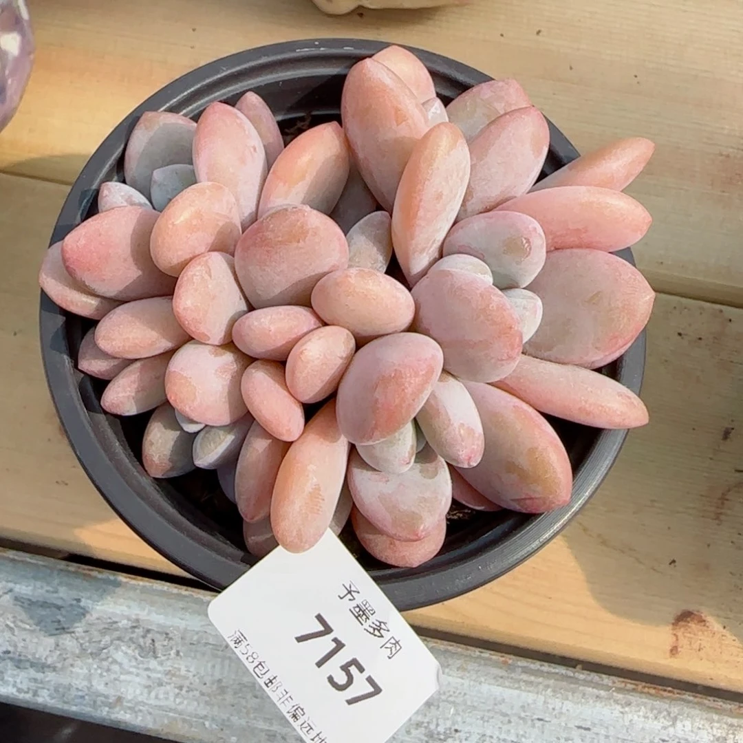 粉兔群无砍，7157多肉植物