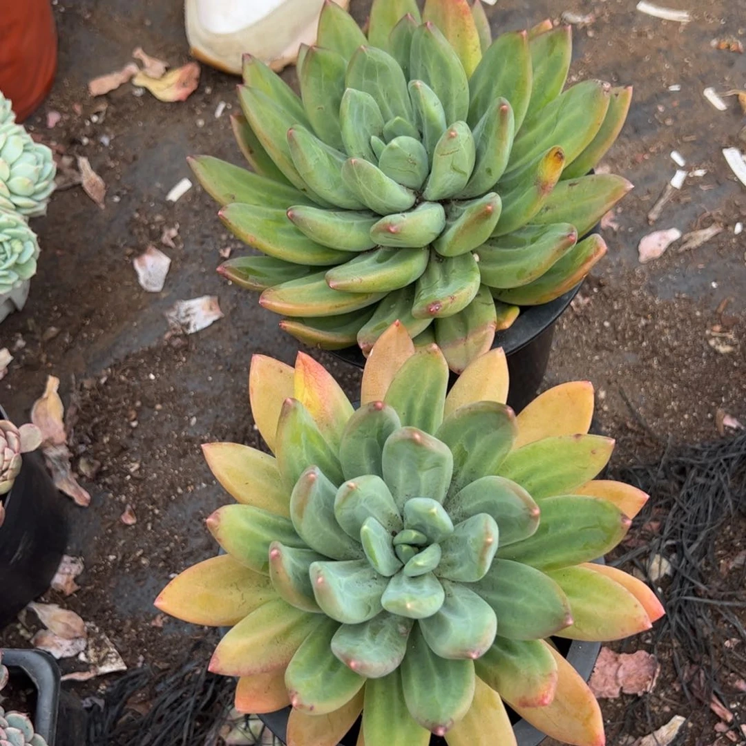 海洋之歌大单头多肉