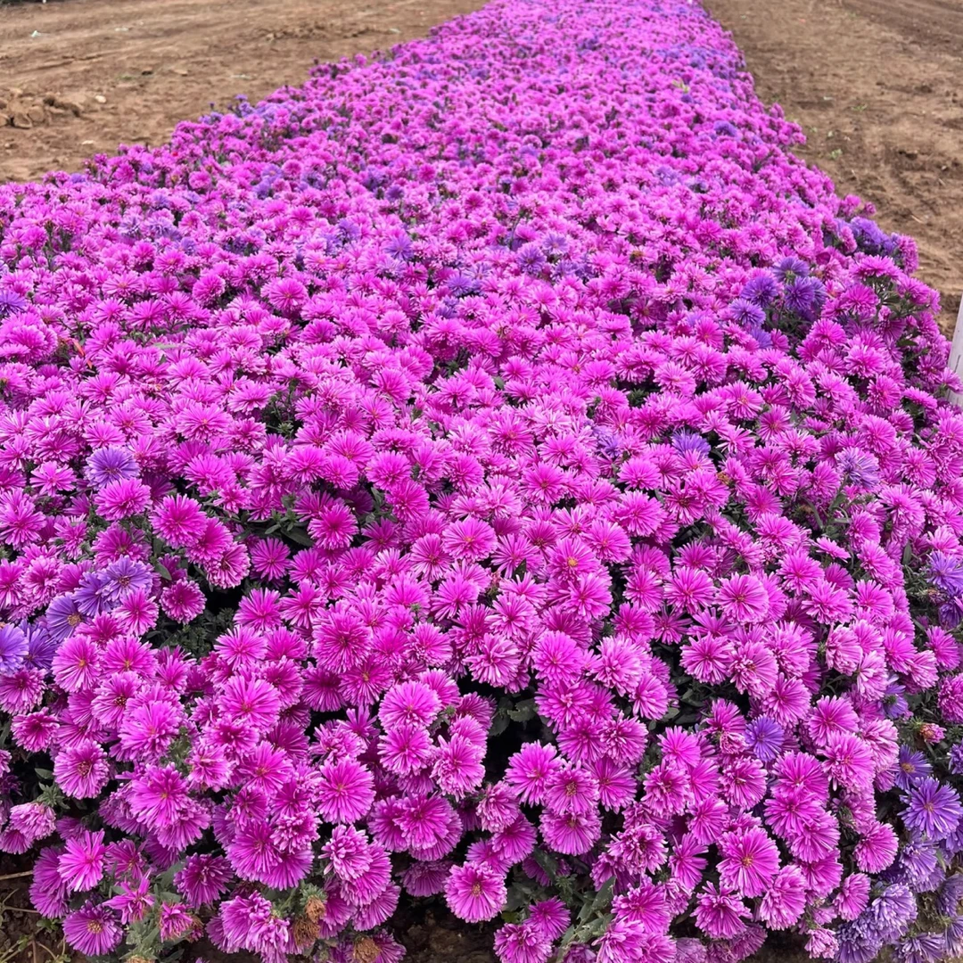 【丹麦翠菊】（全场满八盆包邮)多季节开花 耐热花货量大