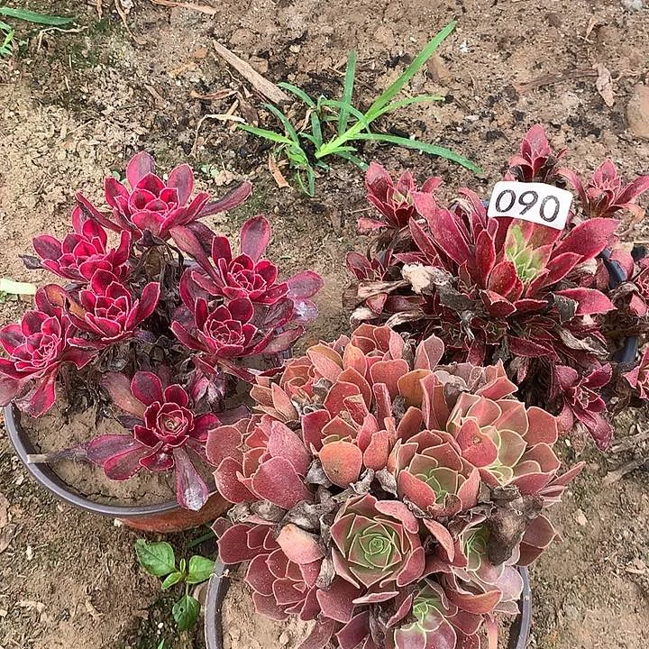 无花朵090三颗多肉植物组合