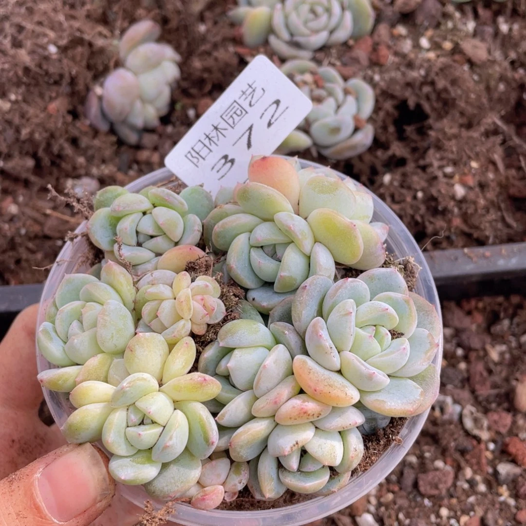 多肉植物多肉植物372