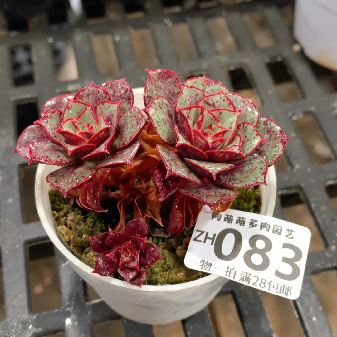 肉萌萌拇指盆精控多肉ZH083