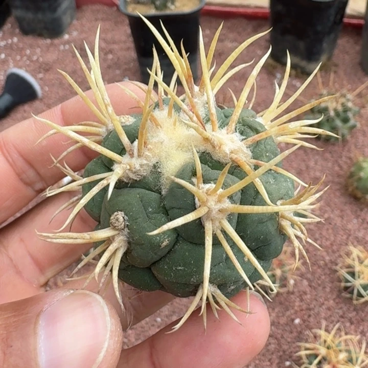 红魔玉无根666666666