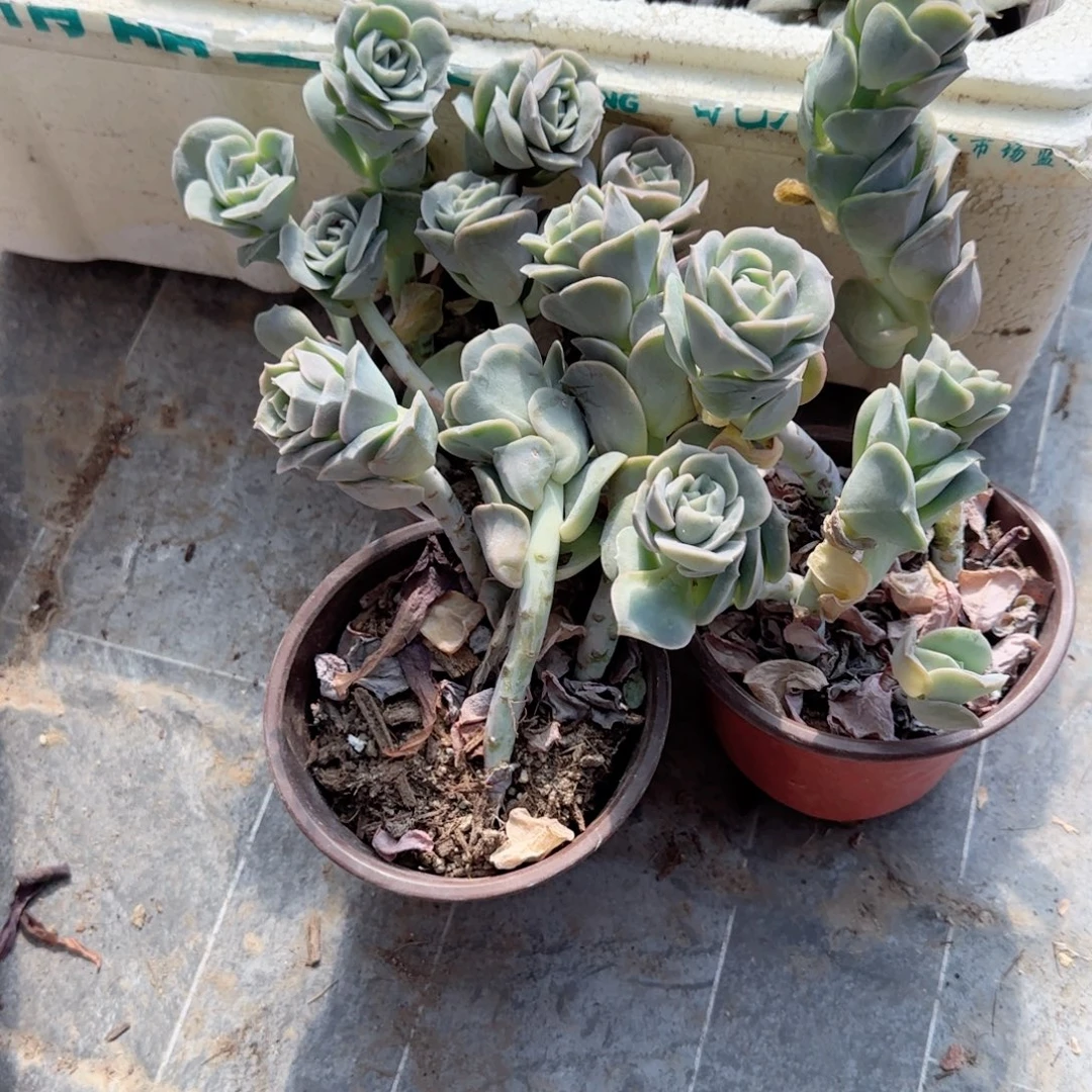无花朵三盆可爱玫瑰120