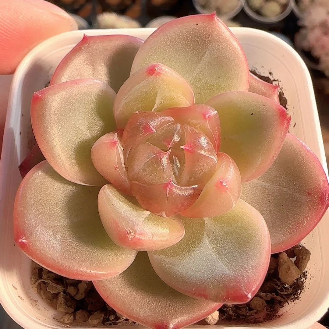 多肉1126-94钻石珍妮