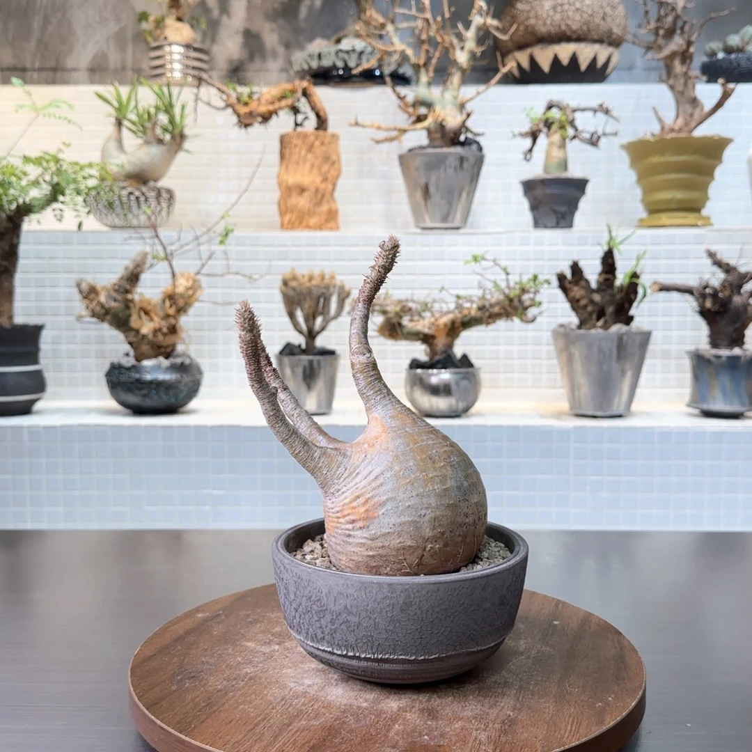 胖肚子象牙宫一物一拍