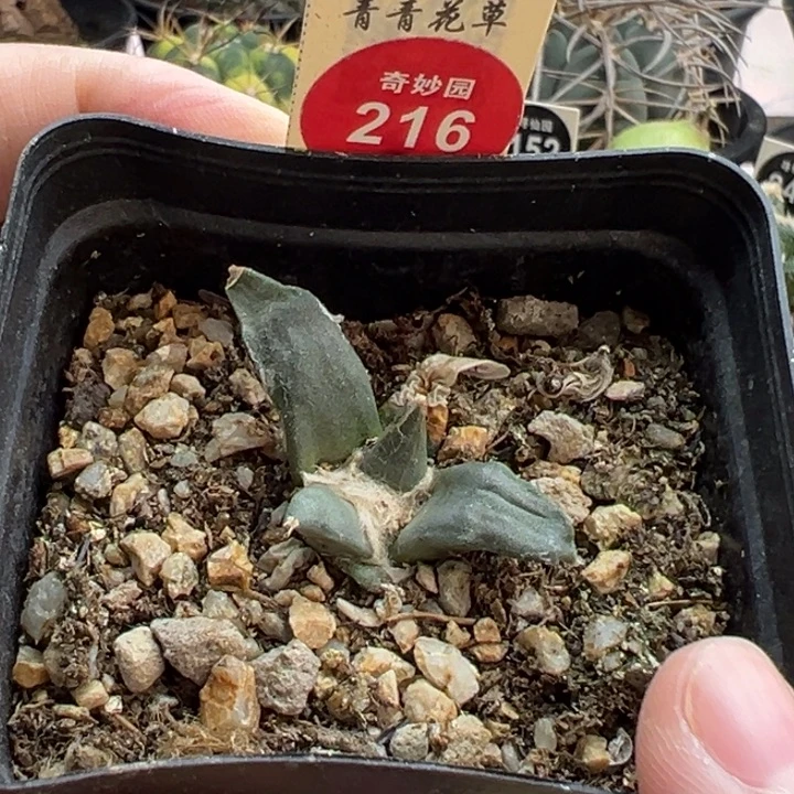 实生牡丹一棵仙人球3688