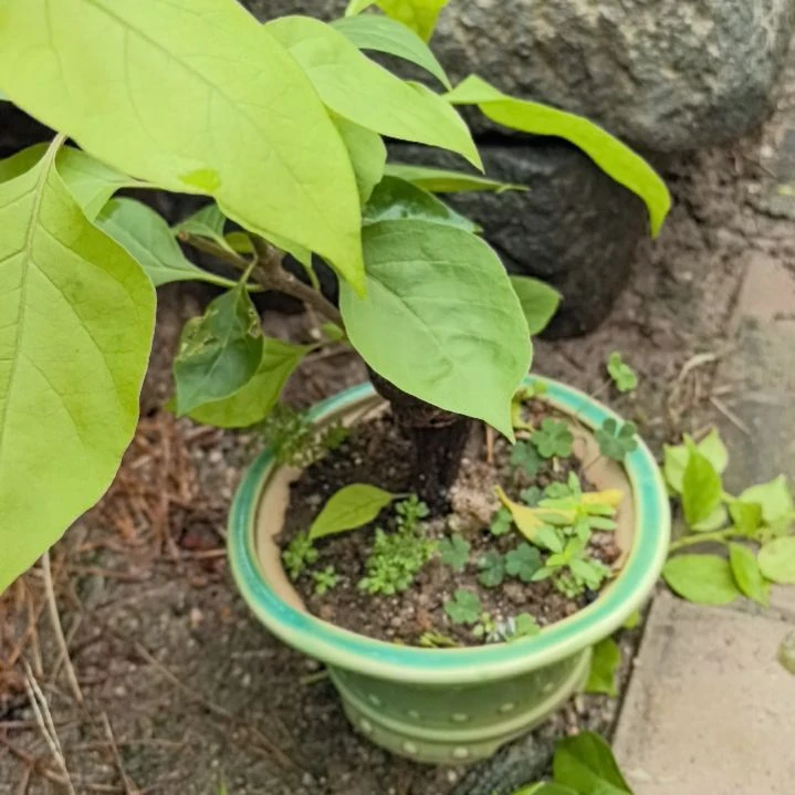 梧***桐三角梅一个带盒包邮