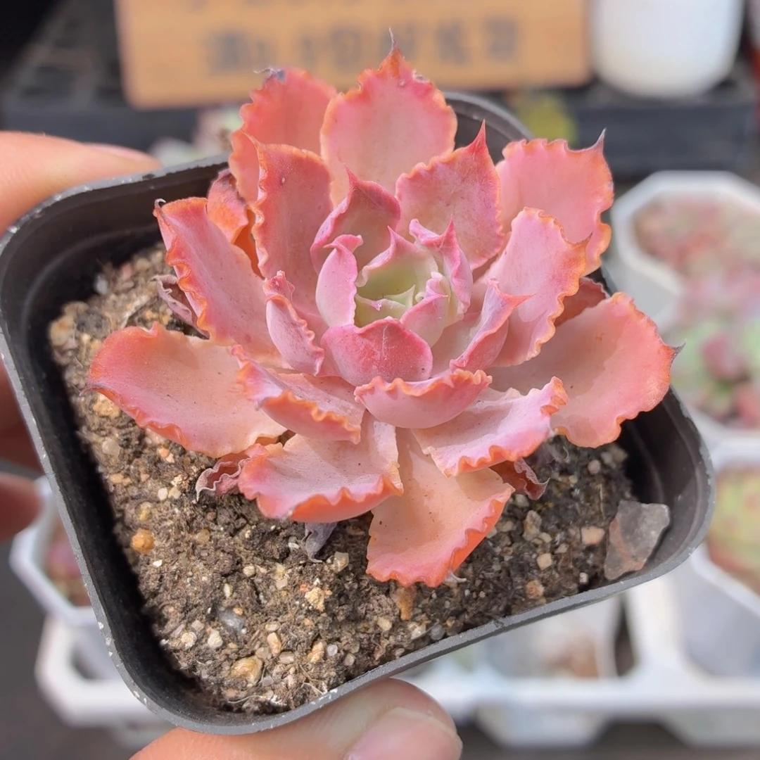 晚霞之舞多肉9.9包邮发货