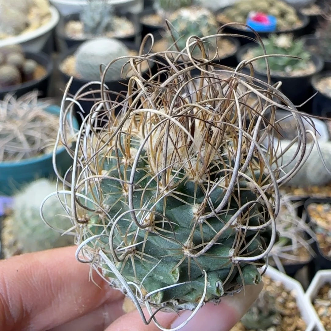 019实生草刺娇丽多肉微瑕