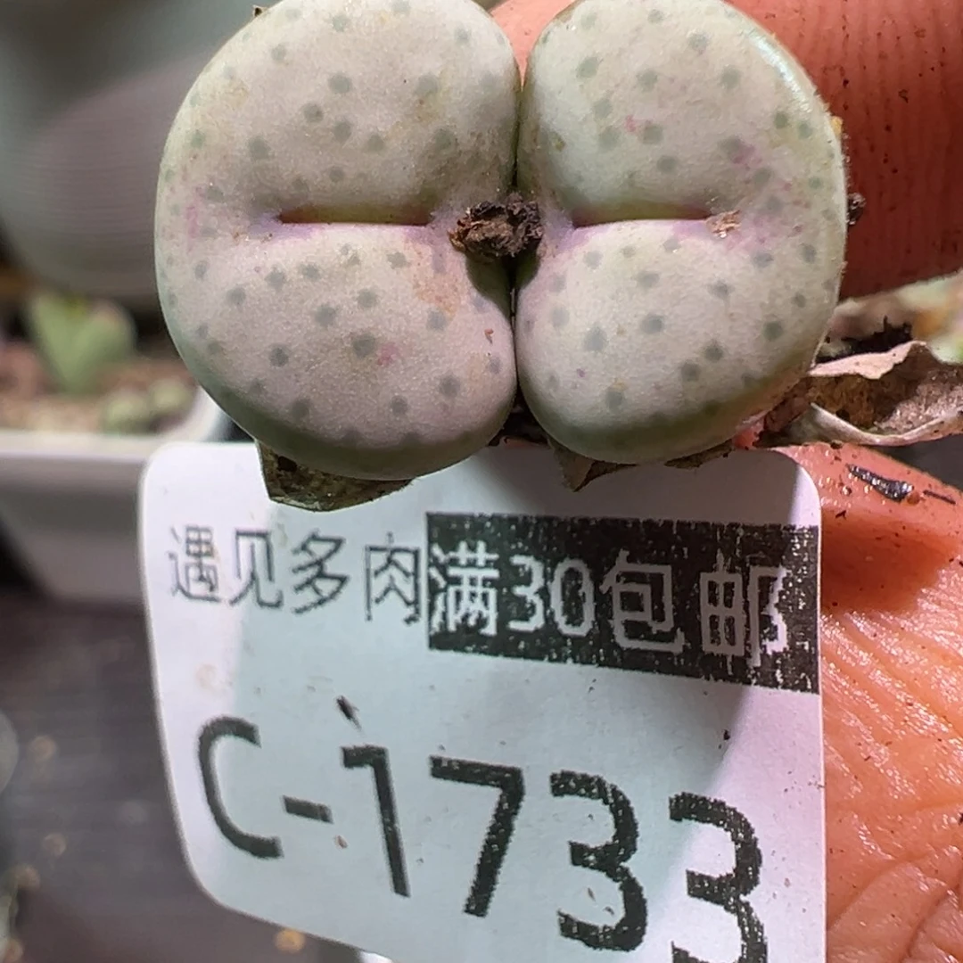 多肉植物111111111111