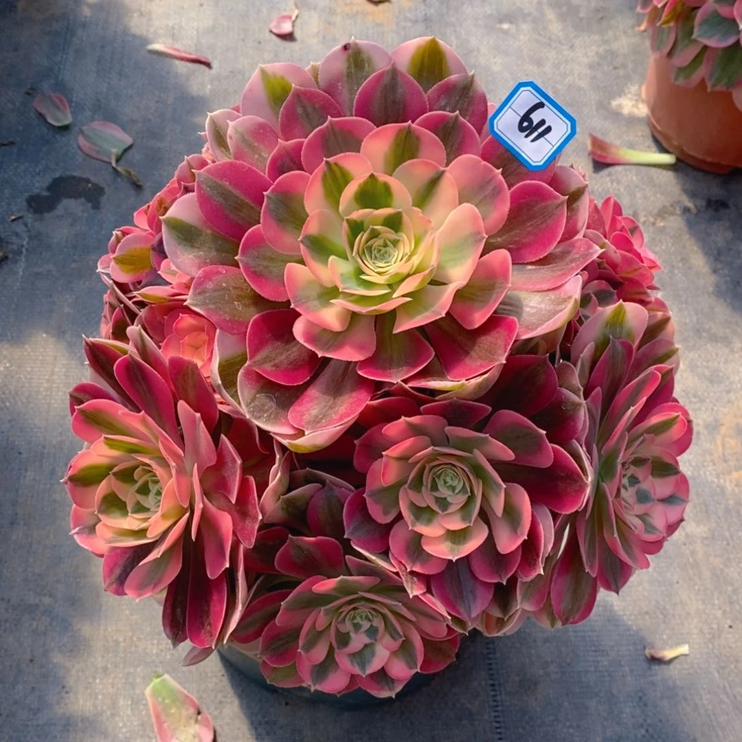 611粉女巫多肉法师