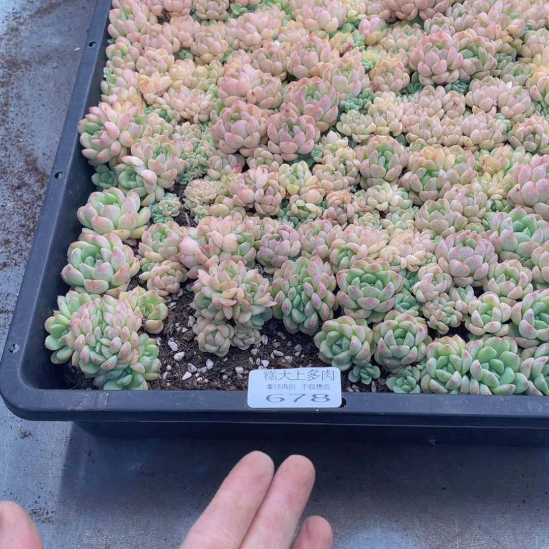 糕大上多肉植物678