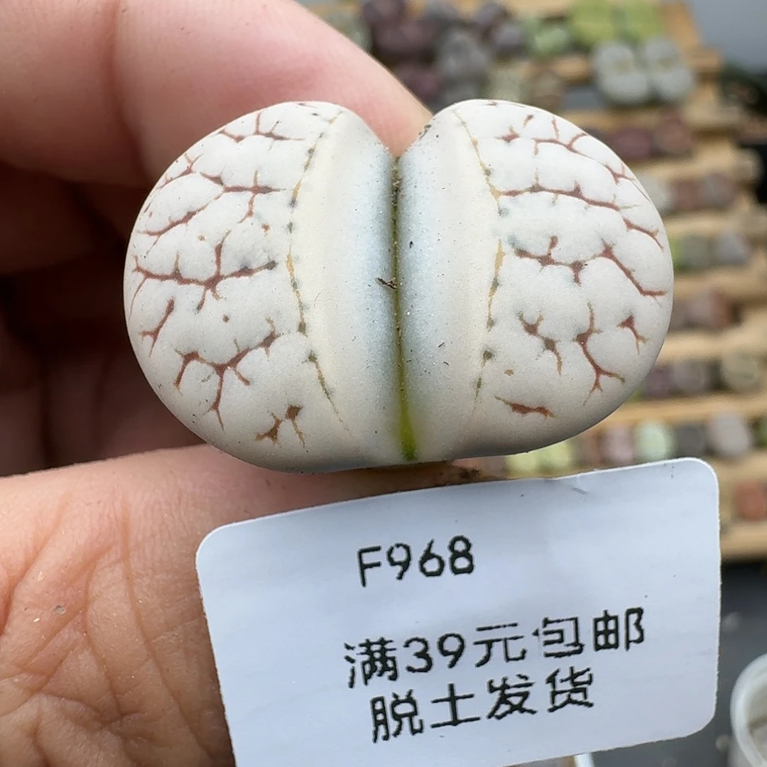 飞***花968多肉哈哈哈哈哈哈