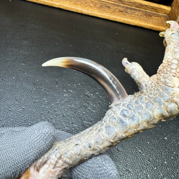 文玩鸡爪骨手把件（单只 处理好十天左右发货）