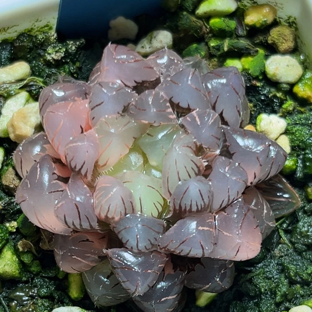 恭喜发财大吉大利0216
