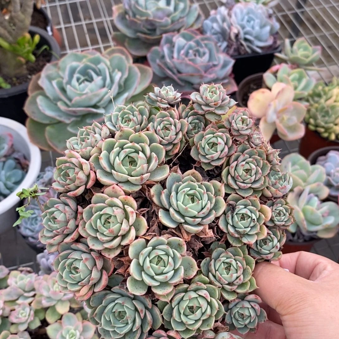2951笨吧蒂斯一物一拍