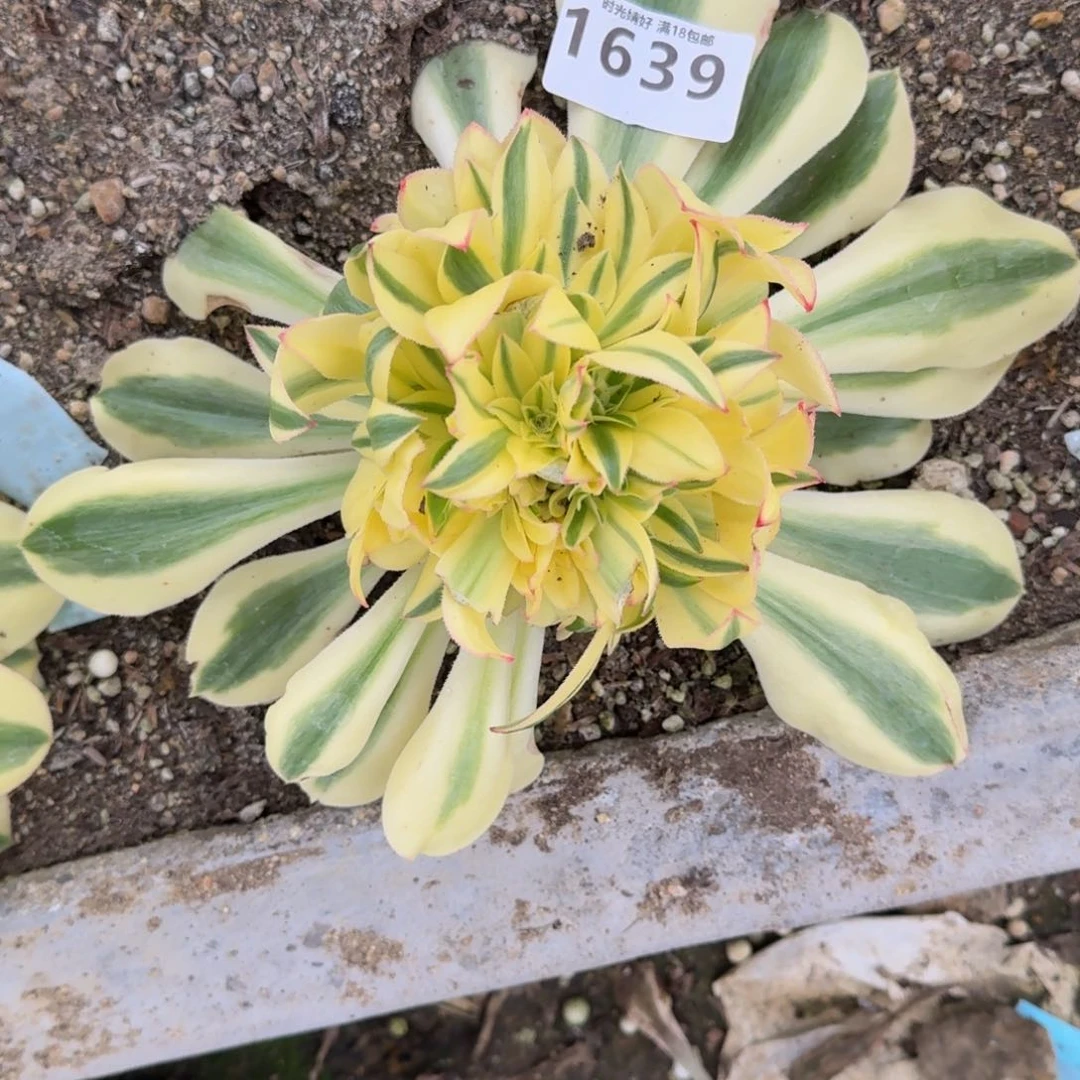 风****?1639暴君多肉植物